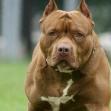 Marche - Aggredita dal pitbull del fidanzato: 22enne ricoverata a Torrette