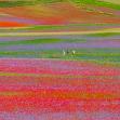 Fioritura di Castelluccio, tornano le navette Contram per raggiungere l’altopiano