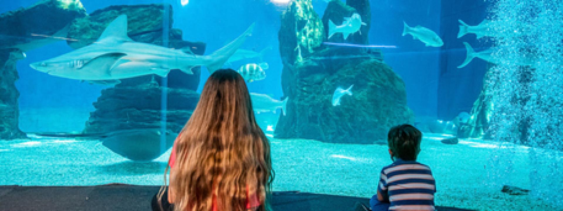 Acquario di Genova: ingresso gratuito agli under 11 vaccinati