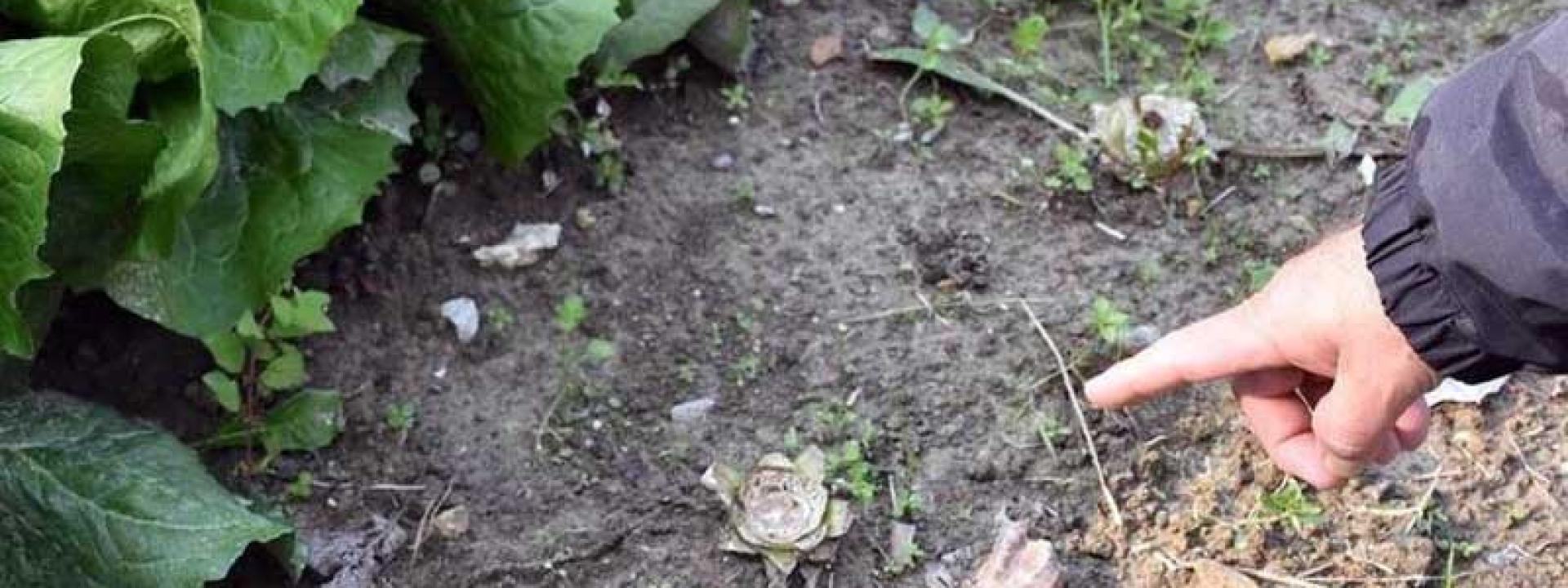 Marche - Rubano le verdure dal campo, l'ortolana se ne accorge e la minacciano: due denunce