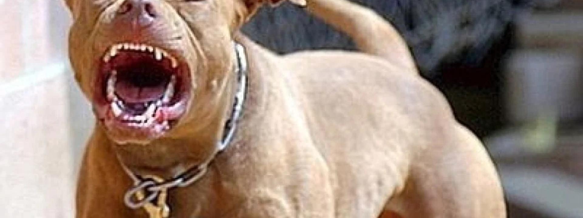 Ragazza di 26 azzannata alla gola da un pitbull: è gravissima con la trachea perforata