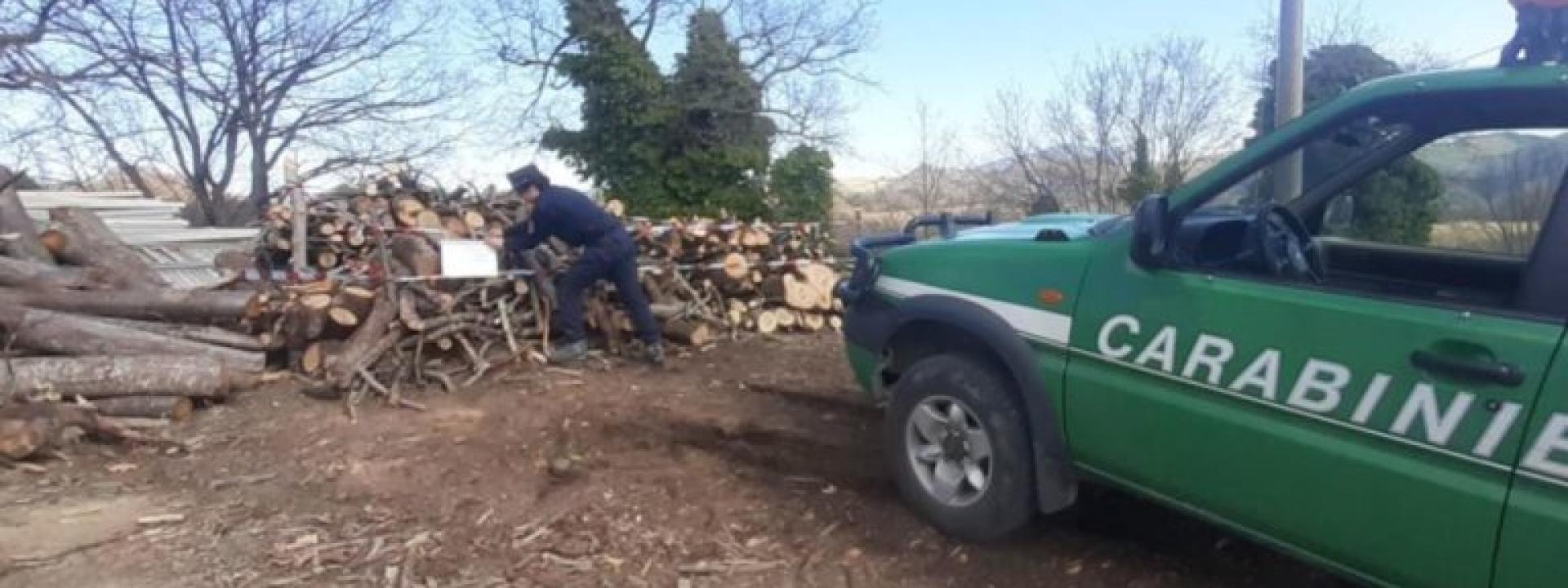 Marche - Tagliano decine di piante in un bosco demaniale e rubano il legno: due denunce