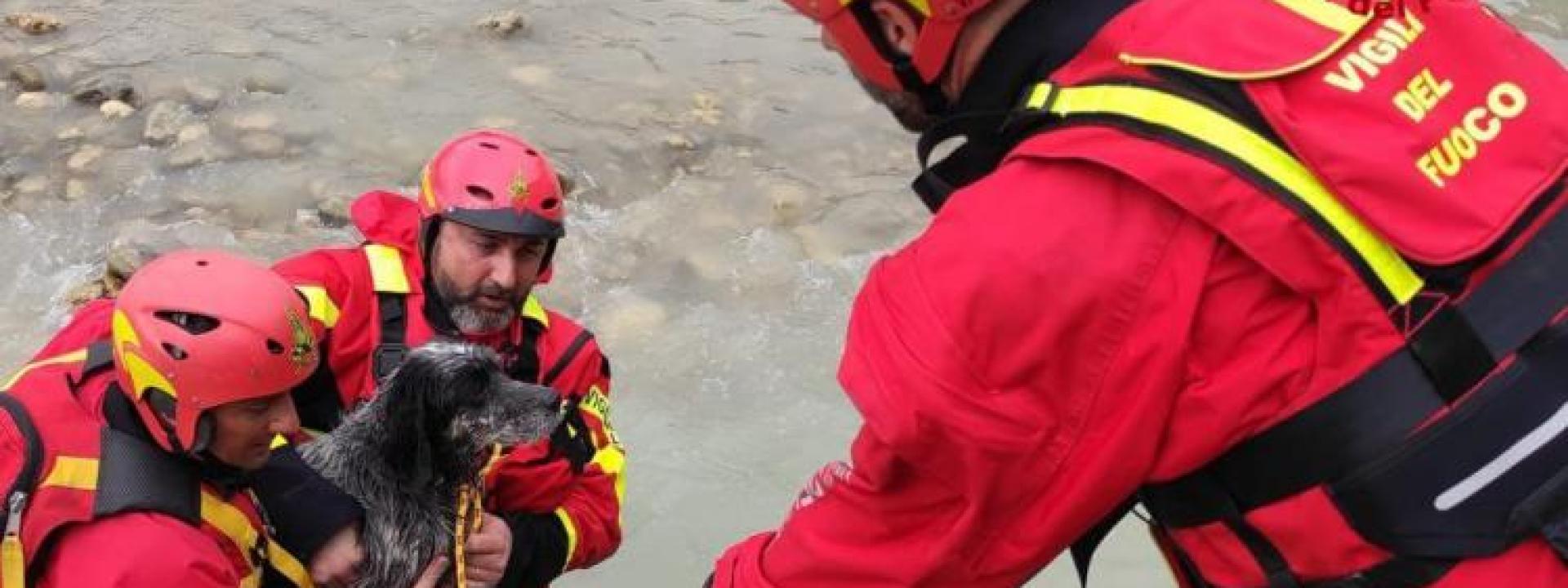 Marche - Cane bloccato in mezzo al fiume salvato dai pompieri