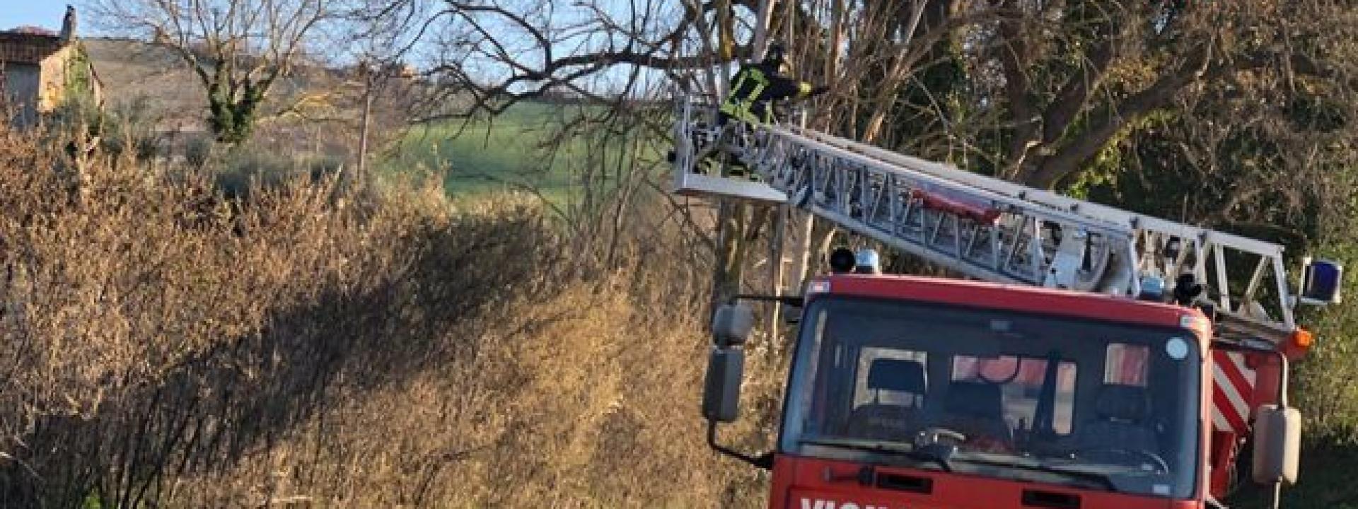 Marche - Rami pericolanti su strade e linee telefoniche: intervento dei pompieri