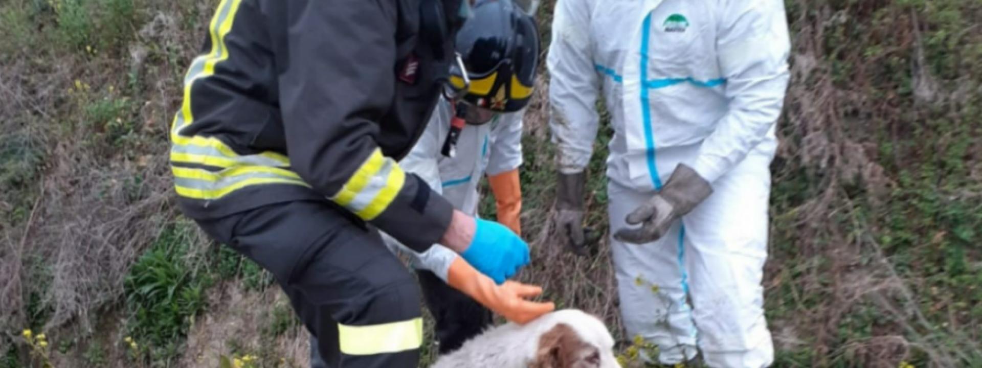 Marche - Cane finisce in un fosso con l'acqua: salvato dai pompieri