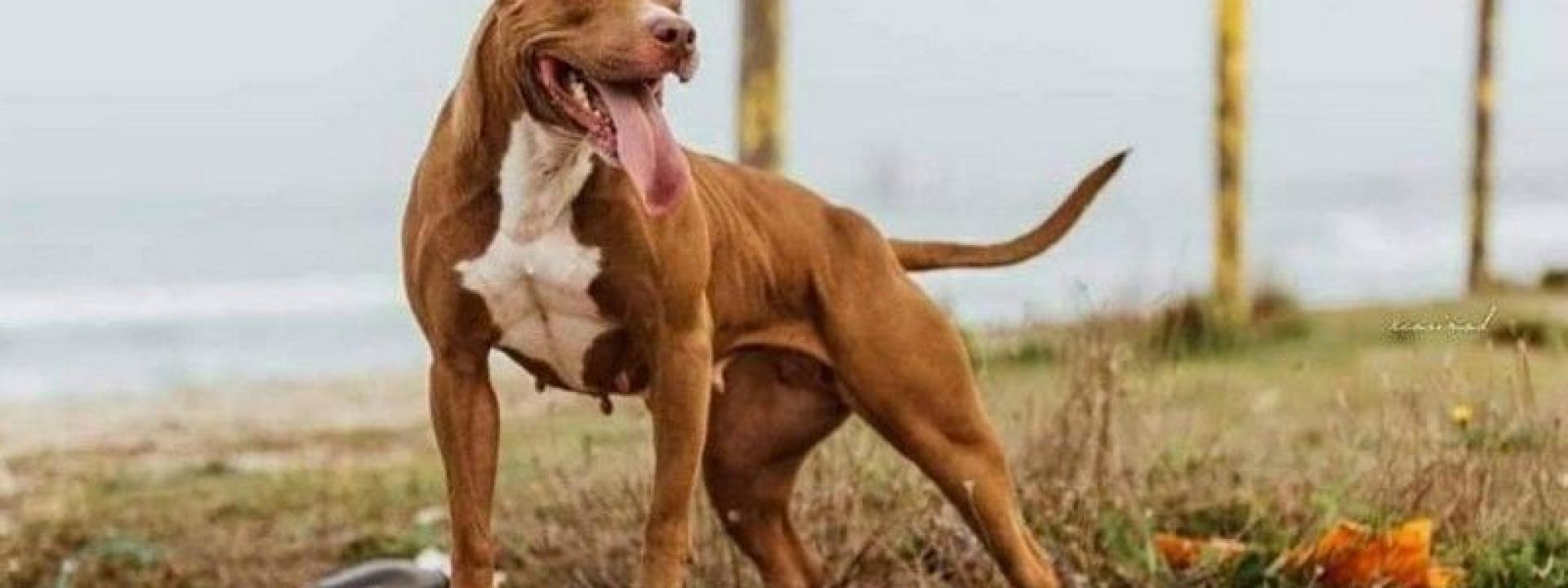 Si accascia per un malore e viene aggredito dal suo pitbull: grave un 25enne