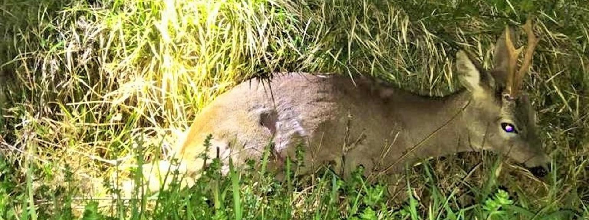 Bambi investito e ferito ai bordi della strada: lo salva la Polizia