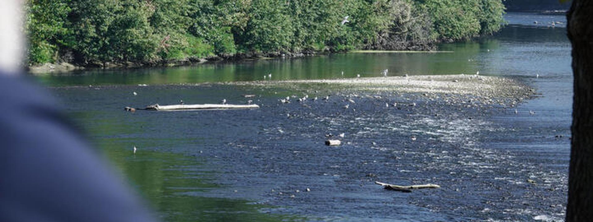 Cadavere in decomposizione nascosto in un borsone affiora sulla riva del fiume