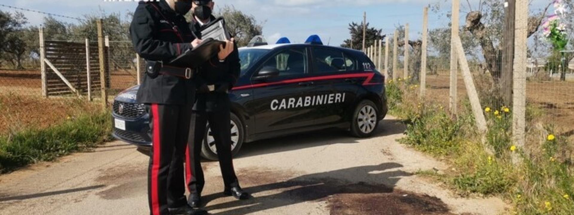 Rubò un pony, trascinandolo con l'auto per chilometri fino ad ucciderlo: denunciato un 32enne