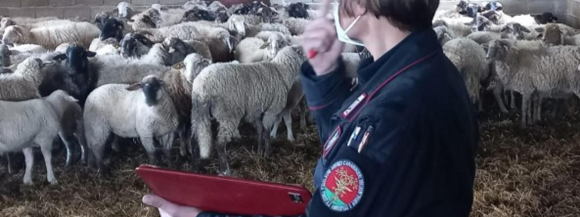 Marche - Scoperto dai Forestali un allevamento abusivo di ovini a Treia