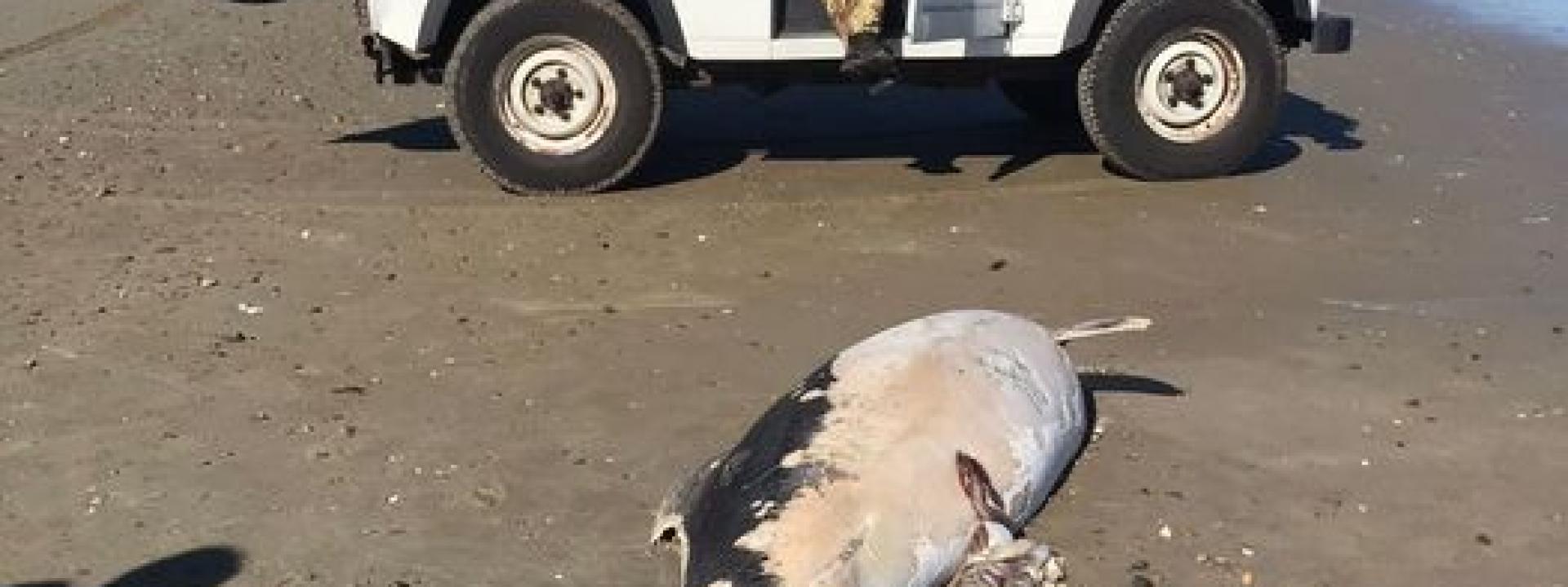 Marche - Carcassa di delfino ritrovata sulla spiaggia