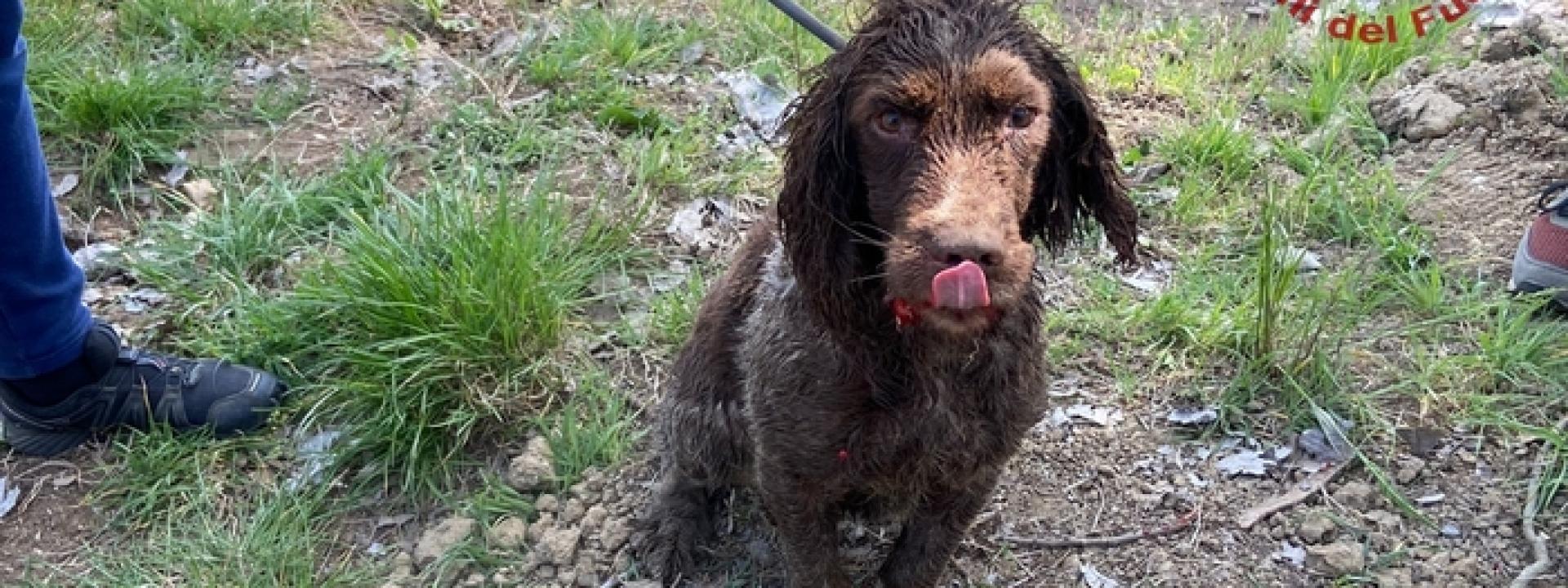 Insegue una nutria e finisce in un canale: cane salvato dai pompieri