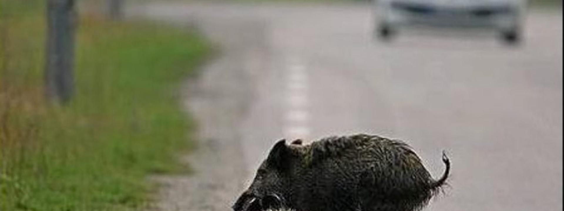 Marche - Sbanda per evitare un cinghiale e finisce contro il guardrail