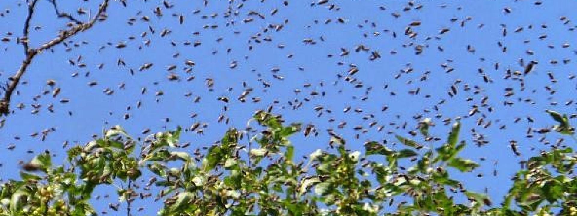 Marche - Assalito da uno sciame d'api, 50enne rischia lo choc anafilattico