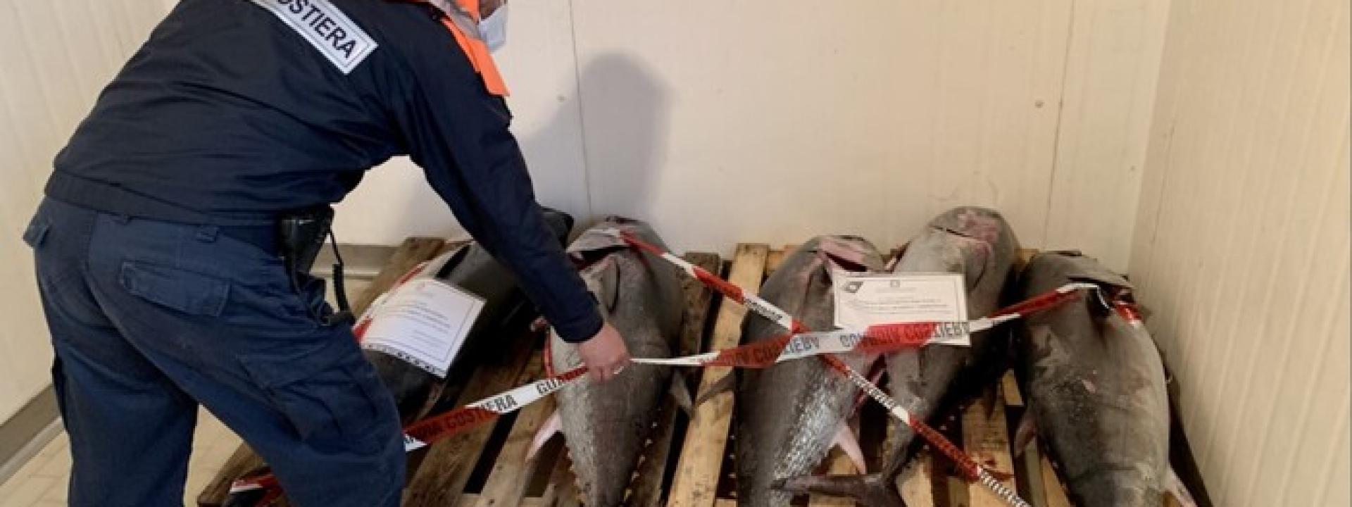 Marche - Sequestrati 200 kg di tonno rosso