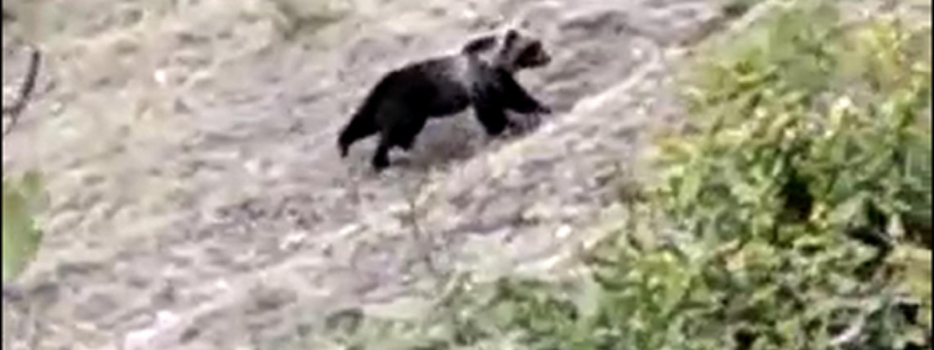 Marche - Orso avvistato nel Parco dei Sibillini: danni a diversi apiari