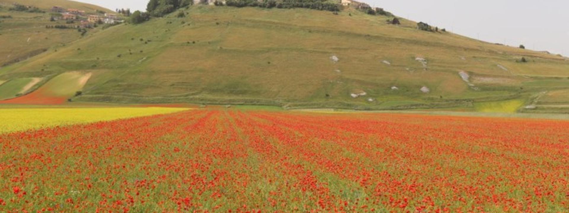 Marche - Navette nei weekend per ammirare la fioritura di Castelluccio