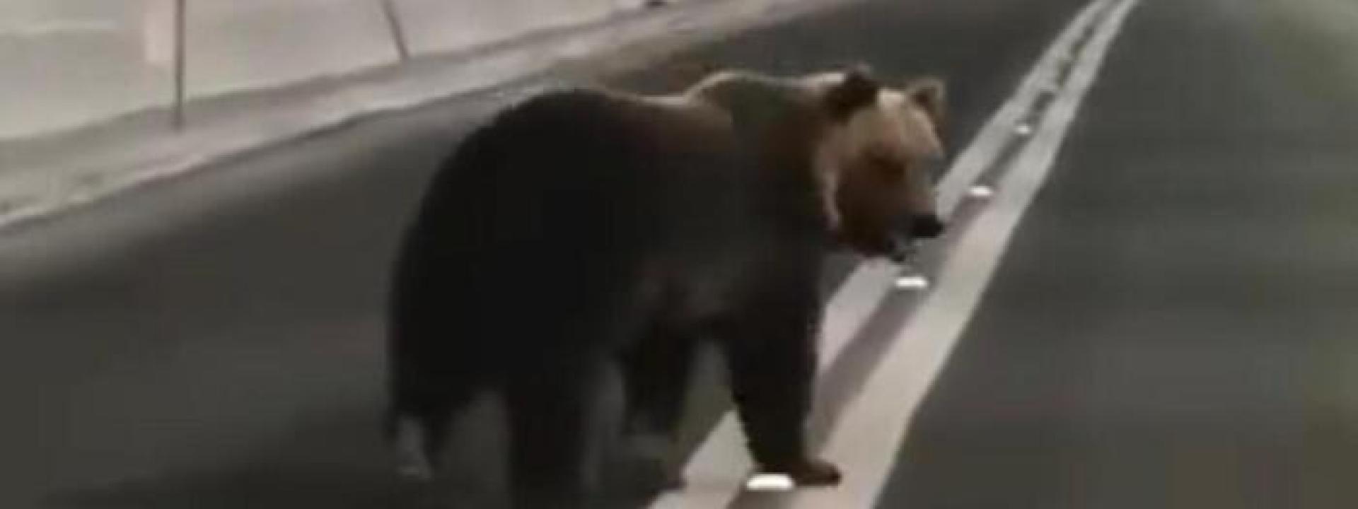 Marche - Un orso in fuga nella galleria fra Arquata e Norcia