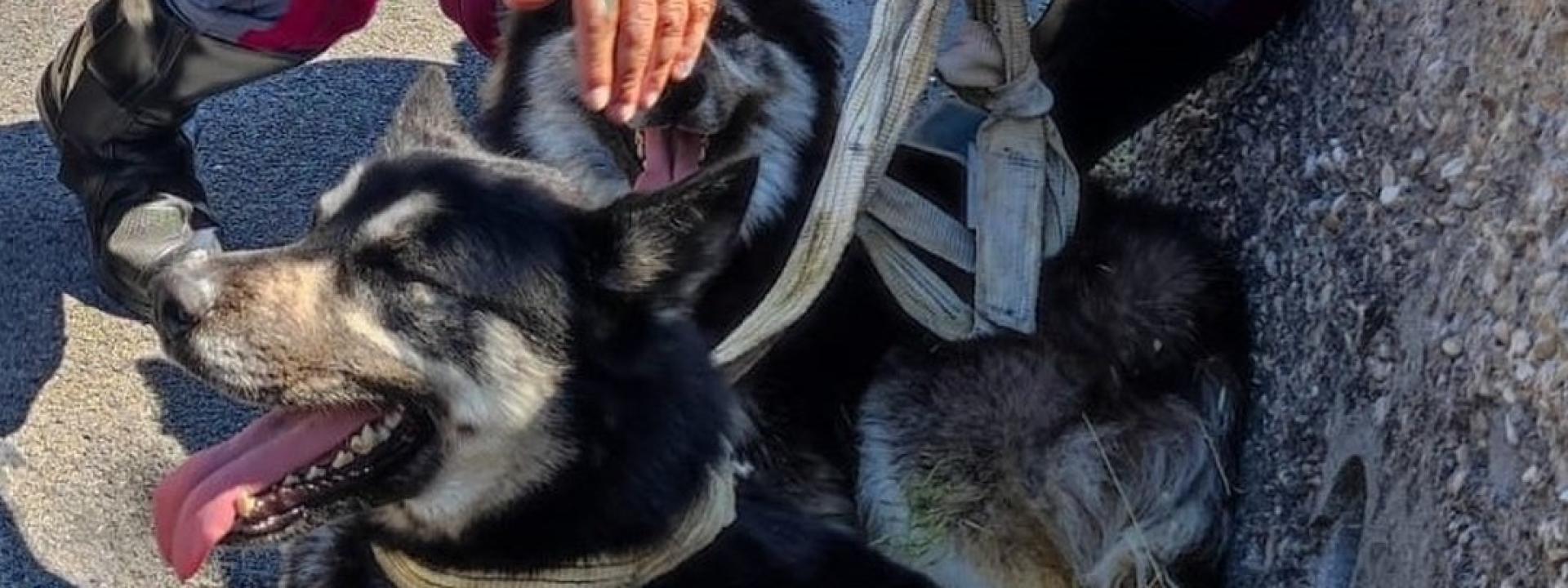 Marche - Due husky stremati sotto il sole in mezzo alla strada salvati dalla Polizia