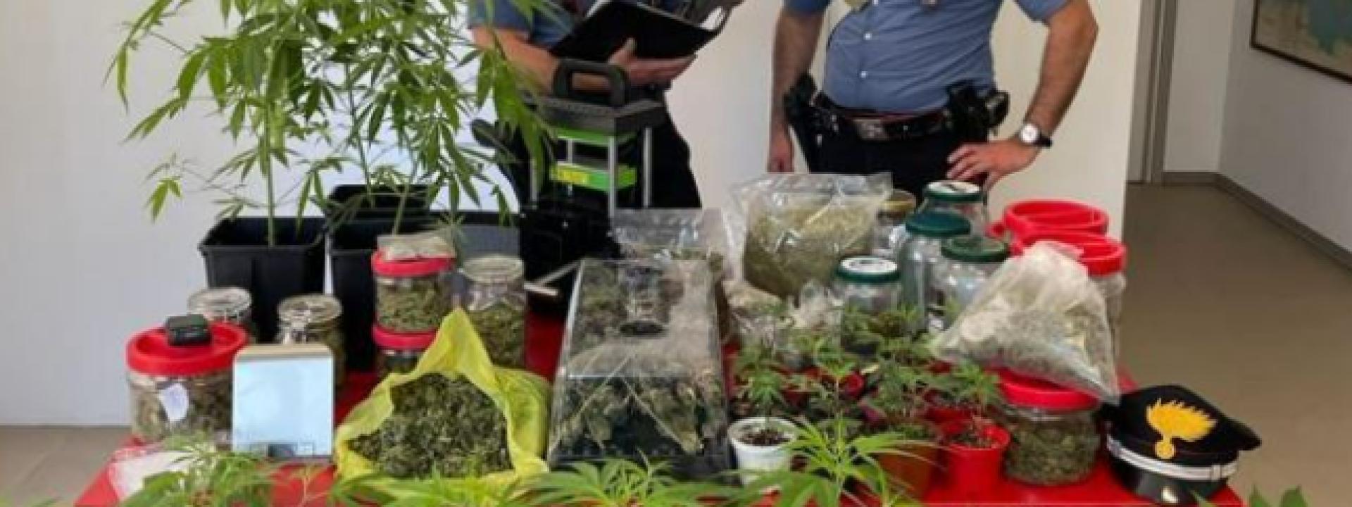 Marche - Coltivava in casa marijuana: in manette un 37enne