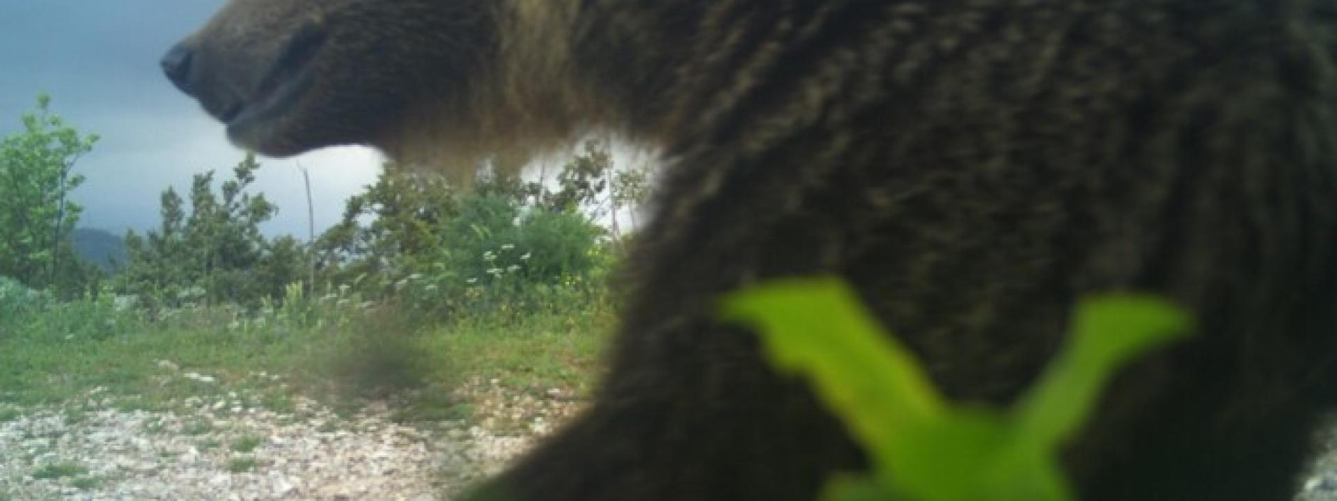 Marche - L'orso bruno avvistato a Valfornace: sembra sorridere alla fotocamera