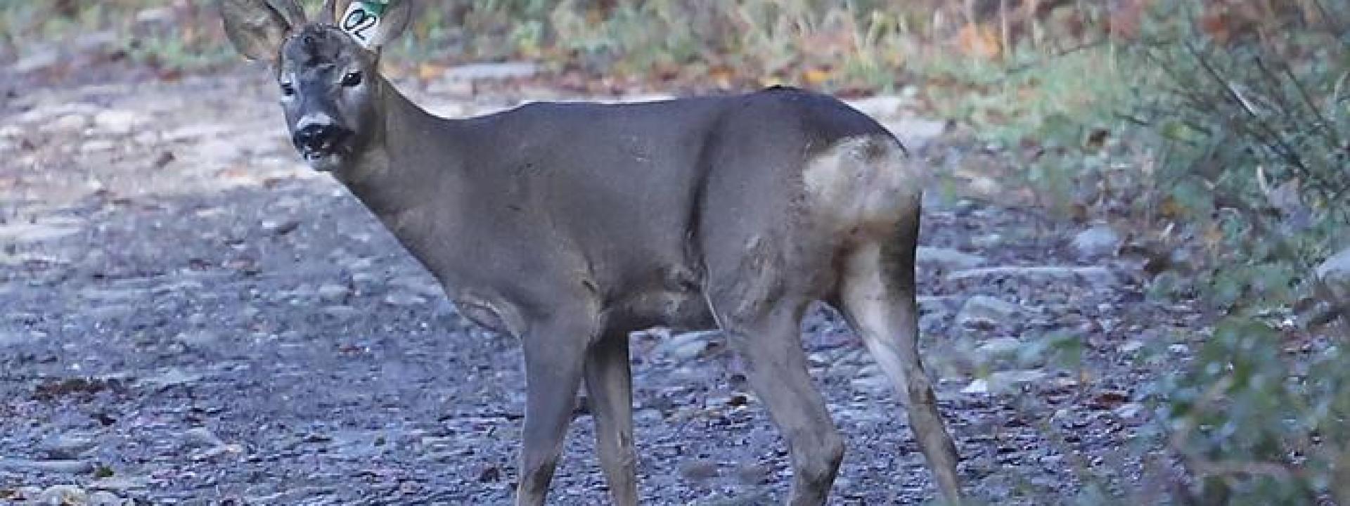 Marche - Non c'è più traccia del capriolo che ha ferito due persone a Penna San Giovanni