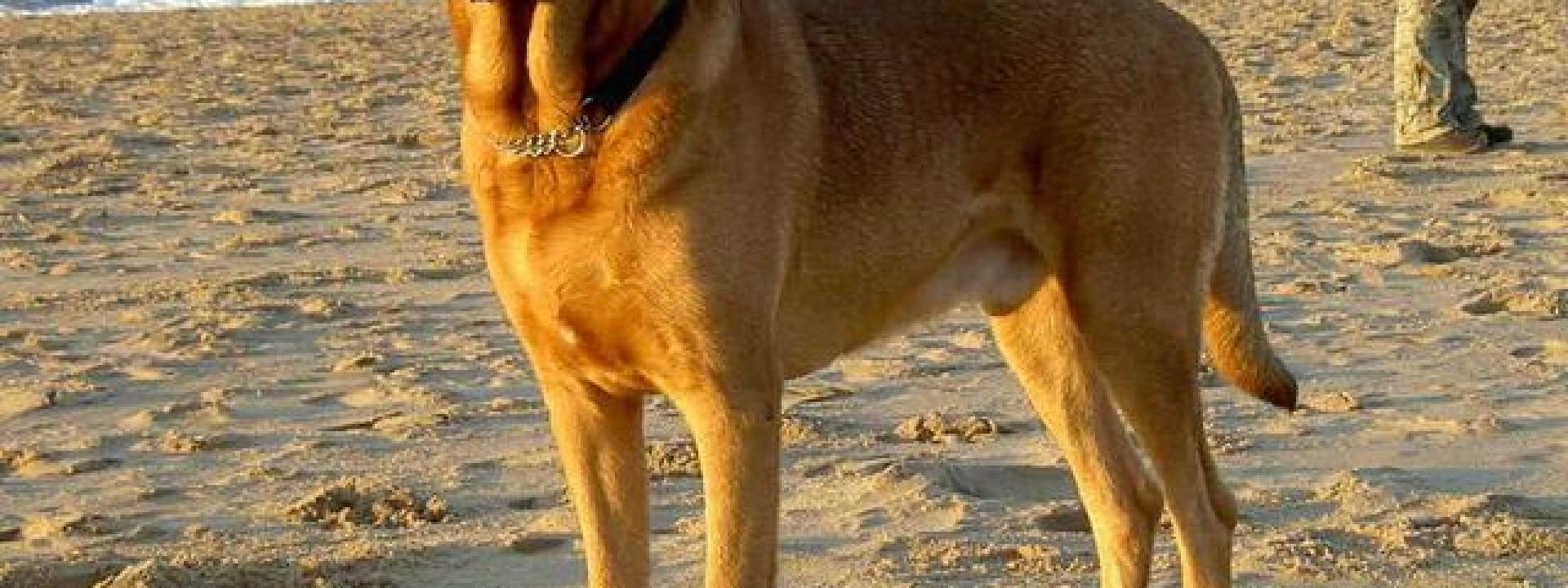 Marche - In spiaggia col grosso cane senza guinzaglio nè museruola: 200 euro di multa