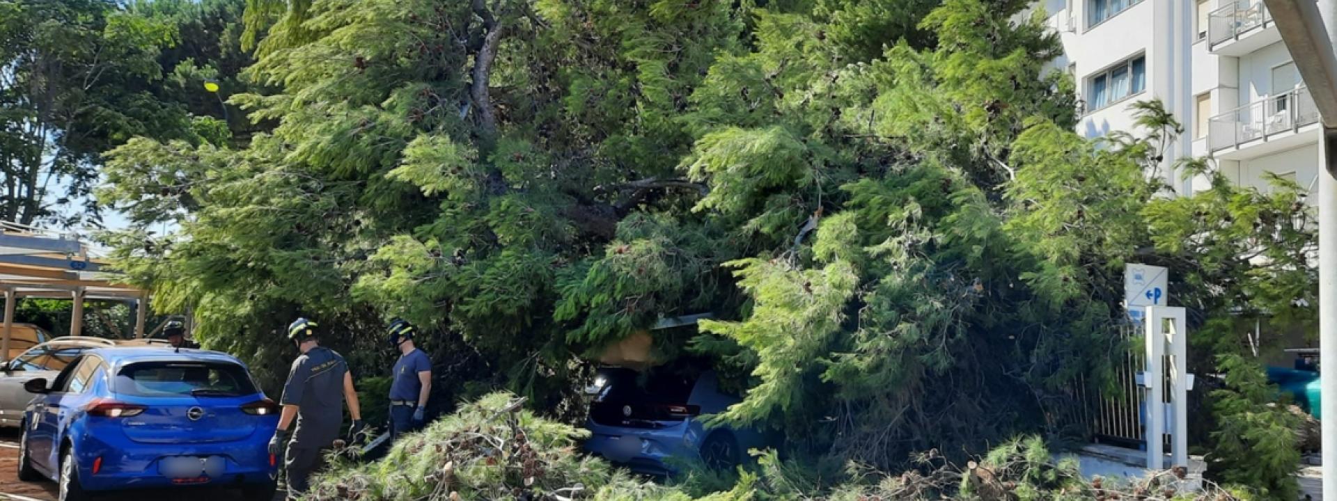 Marche - Grosso albero crolla in strada, schiacciate cinque auto