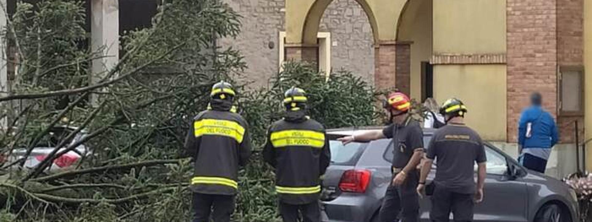 Marche - Pino alto 32 metri spezzato dal forte vento piomba sulle auto in sosta