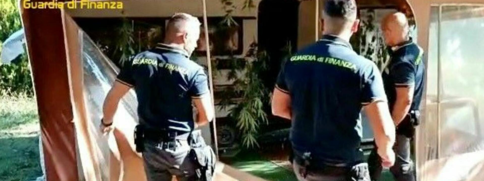 Marche - Blitz antidroga della Finanza a Civitanova: sequestrate 65 piante di canapa indiana, un arresto