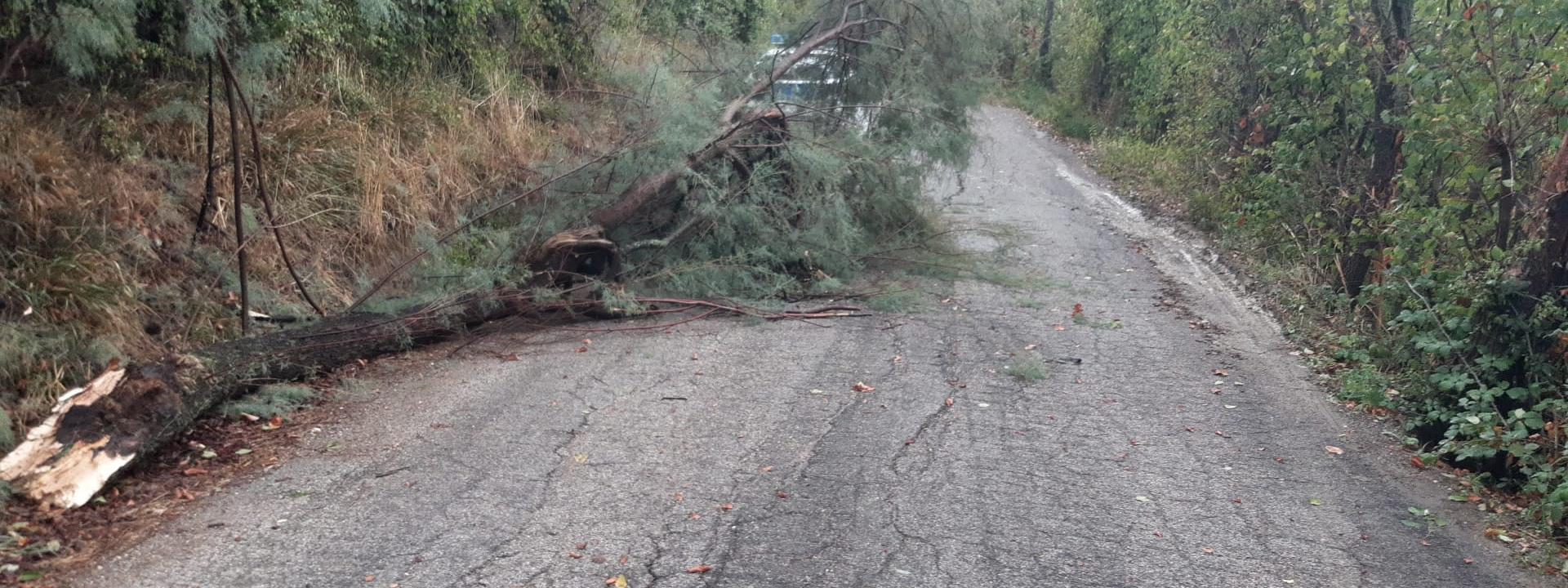 Marche - San Severino flagellata dal maltempo: alberi su auto in sosta e fiumi di fango per le strade (FOTO)