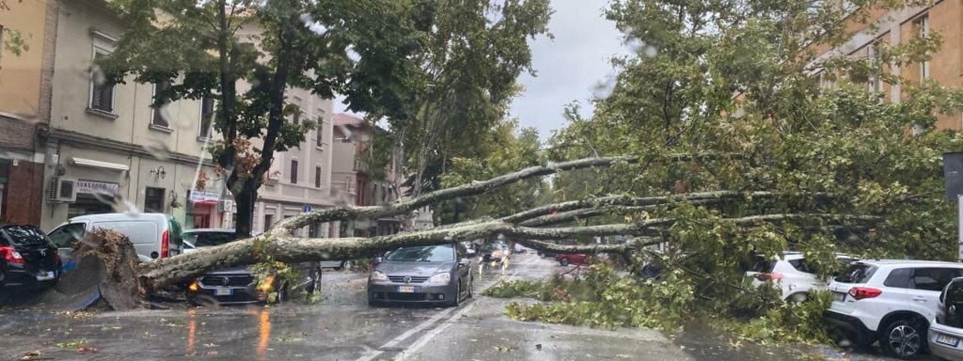 Marche - Grosso albero piomba sulle auto in transito