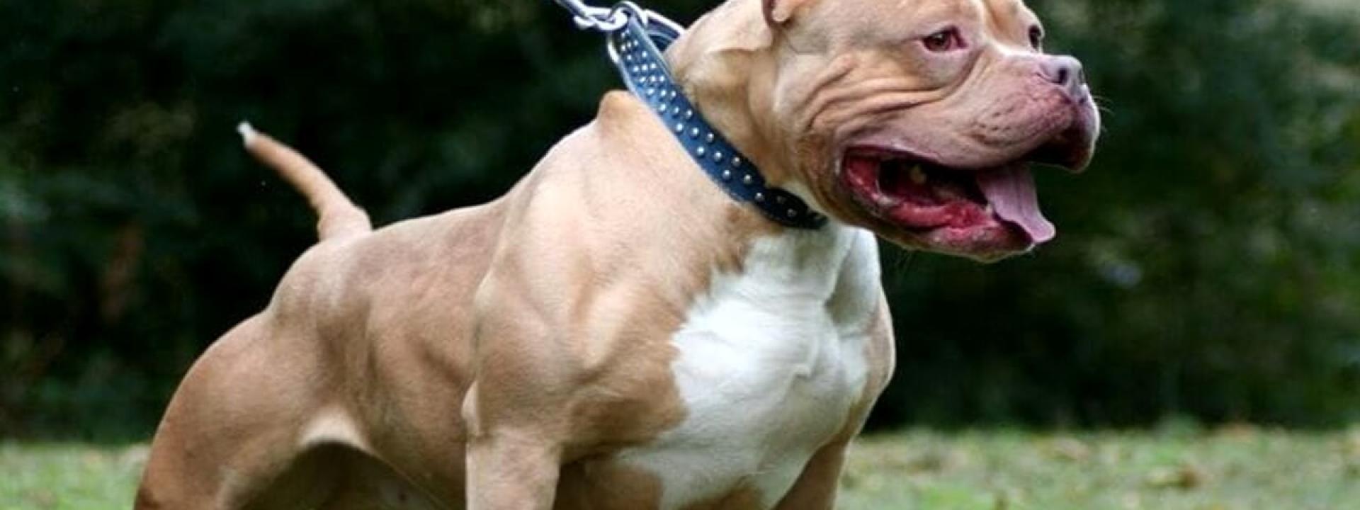 Marche - Azzannato al volto e a una mano mentre difende il suo cagnolino dalla furia di un pitbull