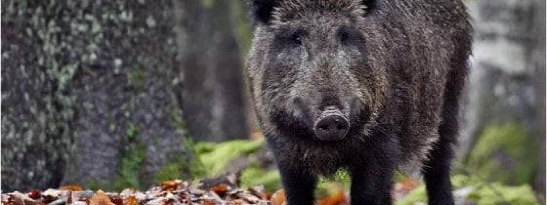 Anziano attaccato da un cinghiale: amputati un braccio e parte di una gamba, è in fin di vita