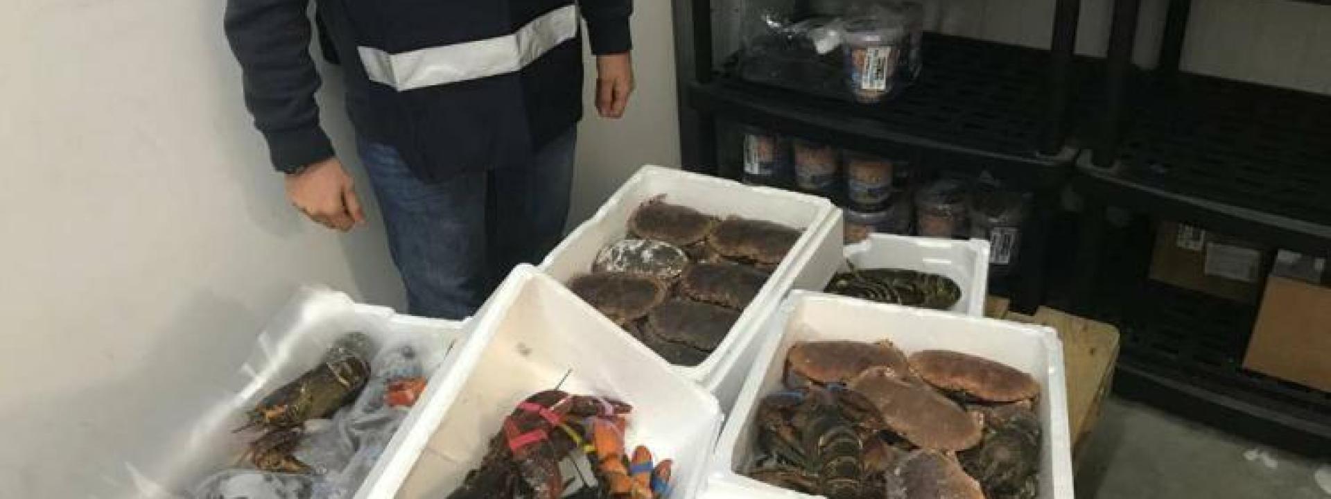 Marche - Sequestrati 23 kg di pesce non tracciato in tre ristoranti di Civitanova