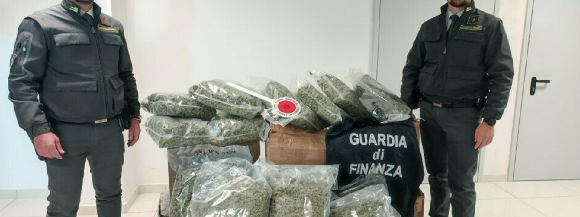 Marche - Sequestrati 83 kg di marijuana destinati a una rivendita di cannabis light