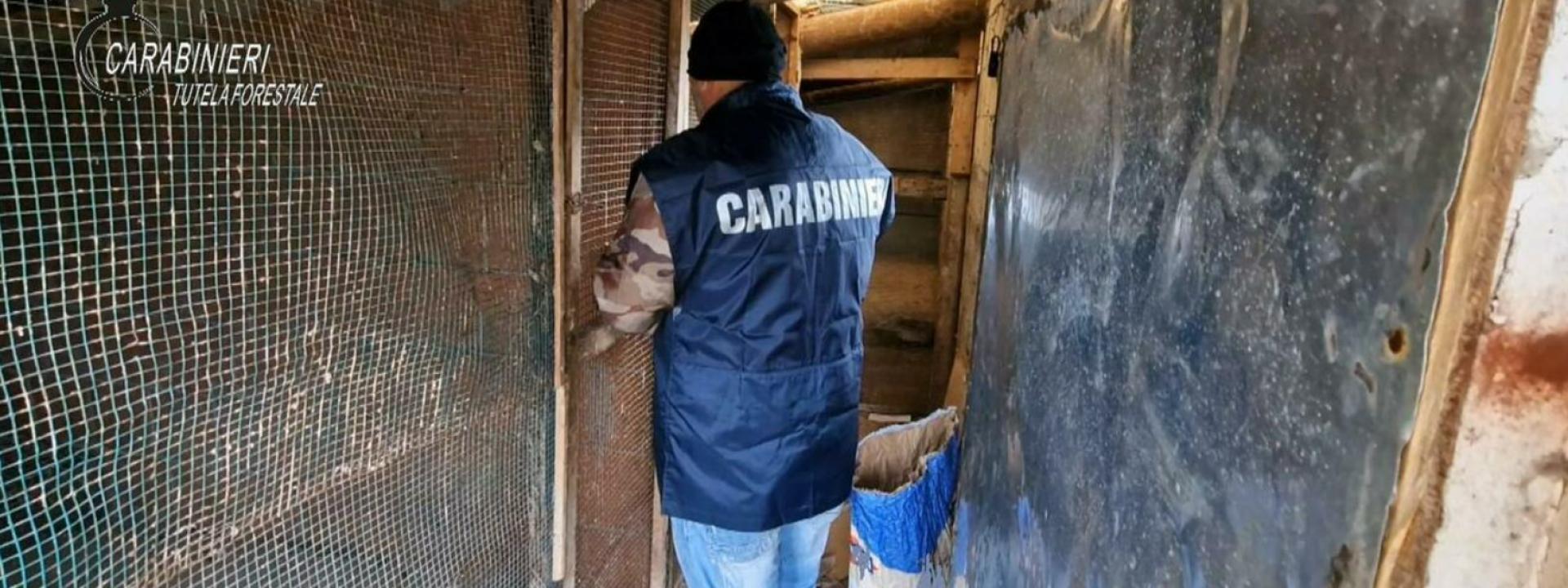 Marche - Traffico illecito di uccelli da richiamo in tutta Italia: sei persone denunciate