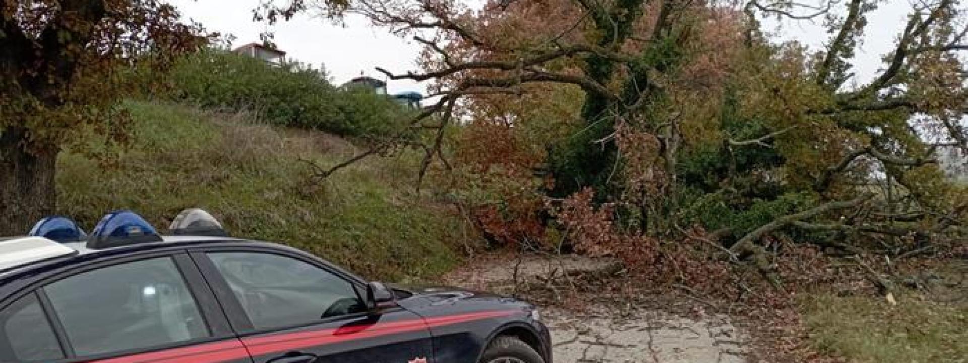 Marche - Una quercia crolla e travolge un'Apecar condotta da un sedicenne