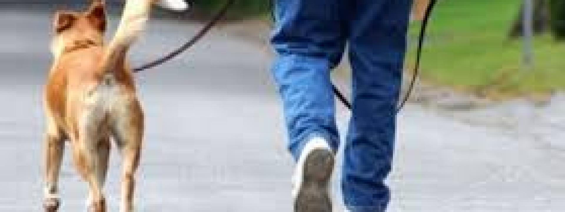 Marche - Il cane lo strattona e lo fa cadere: 55enne a Torrette con una gamba rotta