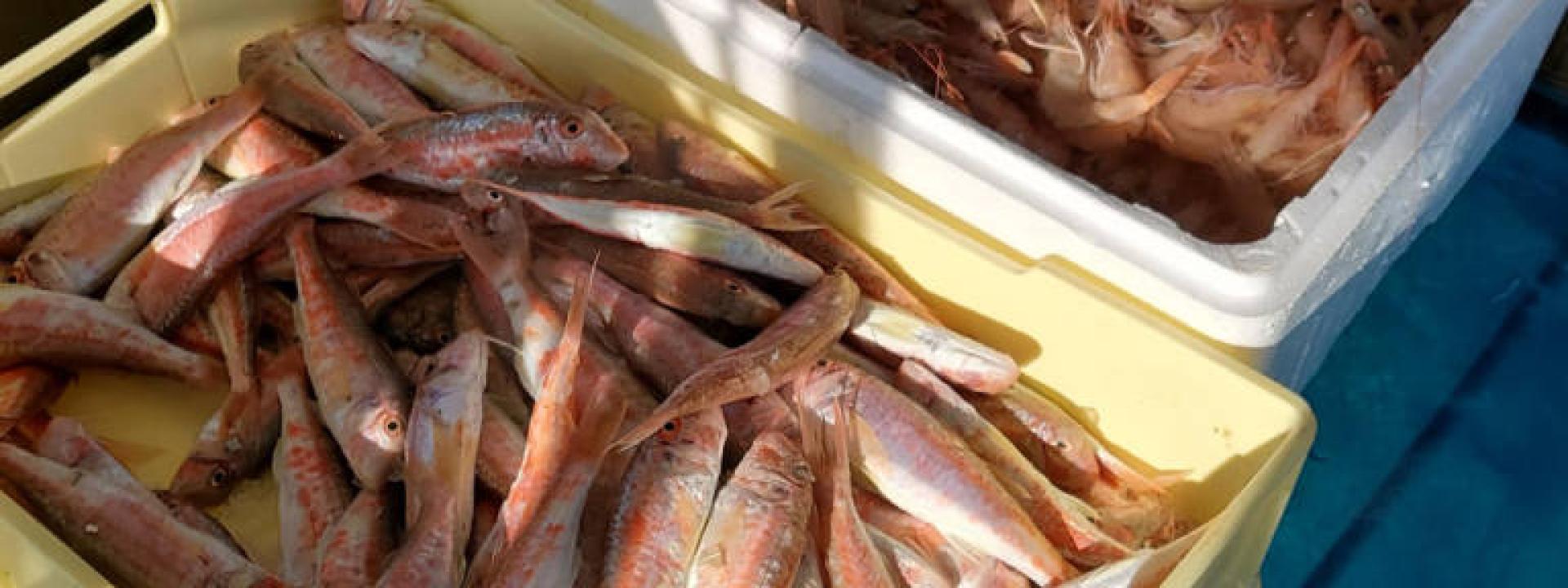 Marche - Sequestrati 29 kg di pesce in un ristorante a Civitanova