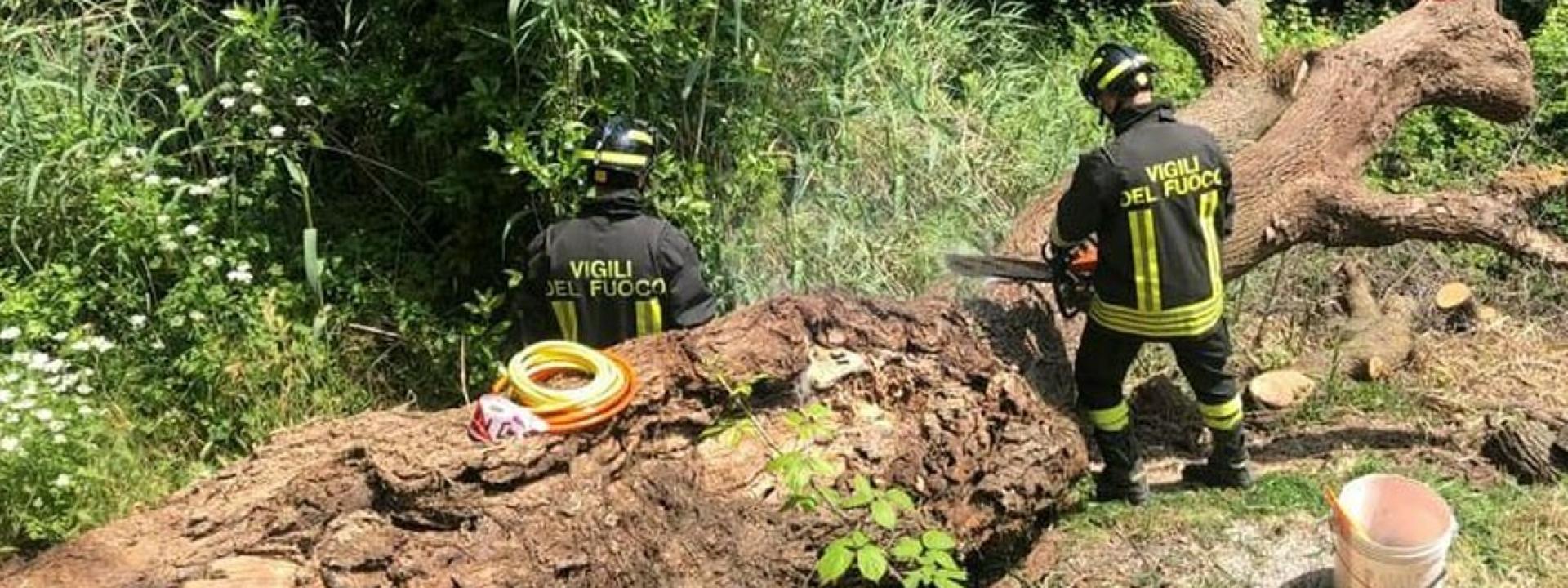 Marche - Travolto dalla quercia che stava tagliando: muore uomo di 58 anni