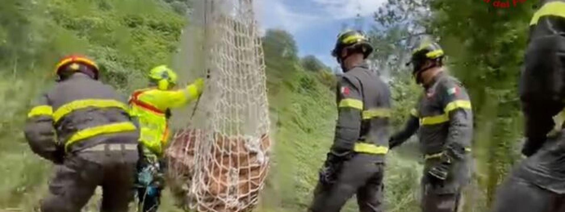 Marche - I vigili del fuoco recuperano un vitello caduto in una scarpata