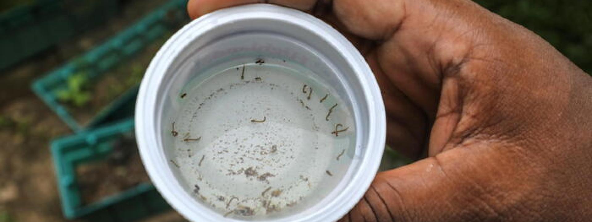 Marche - Riscontrato un caso di dengue in un giovane rientrato dall'estero