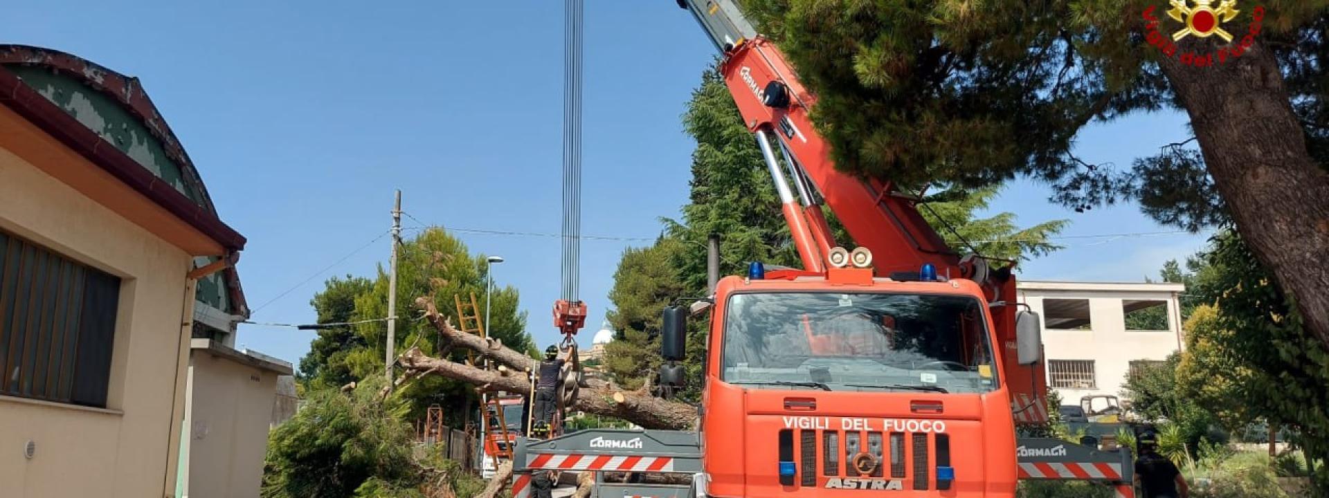 Marche - Grosso albero si abbatte su un'auto in sosta