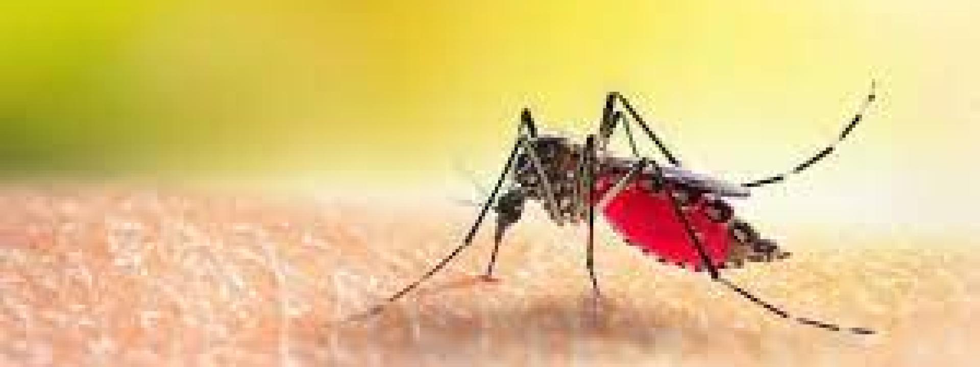 Marche - Occhio alle zanzare: accertato un secondo caso di dengue