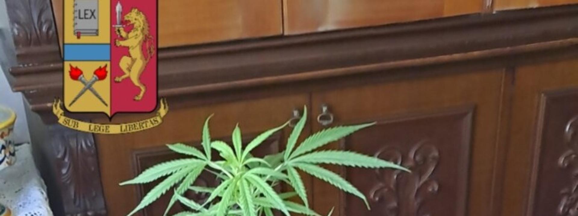 Marche - Coltivava marijuana in casa: denunciato un 56enne