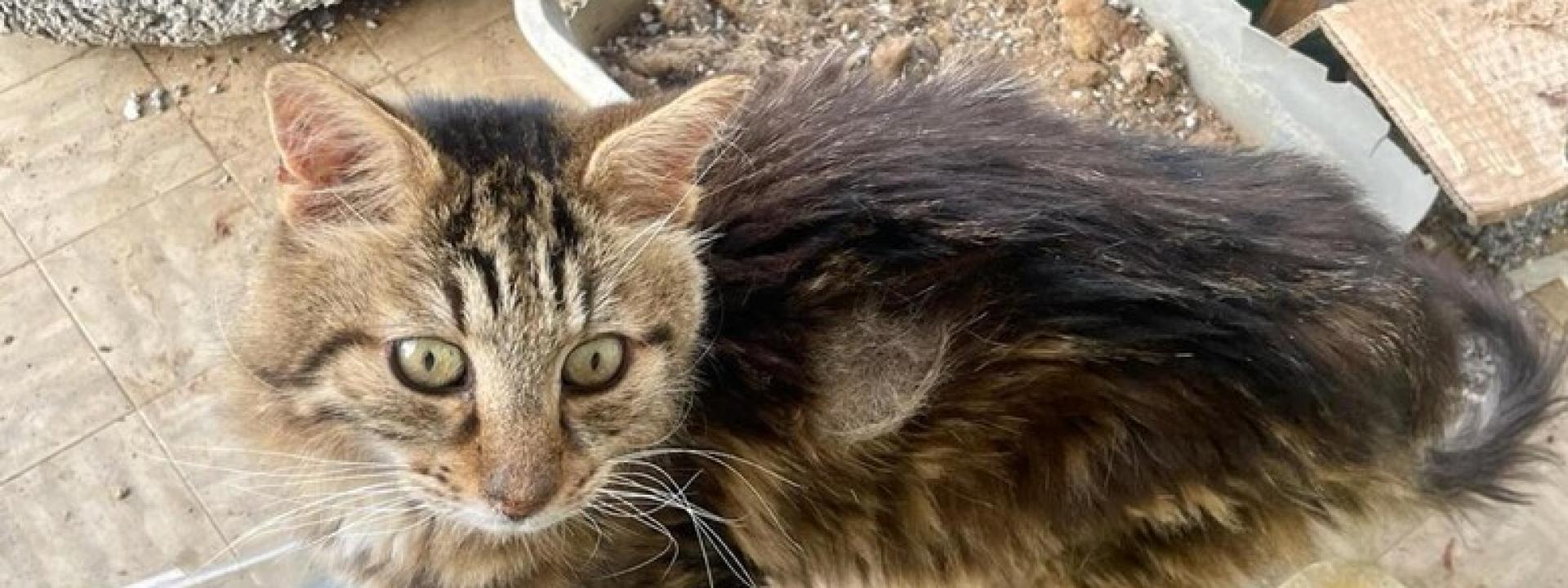 Marche - Gattini maltrattati e abbandonati sul balcone: un indagato