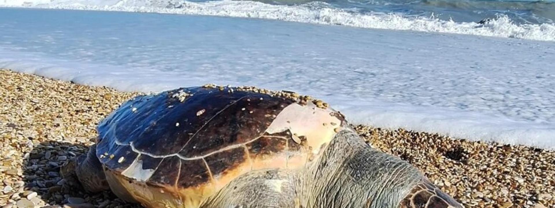 Marche - Grossa tartaruga marina trovata morta sulla spiaggia di Porto Recanati