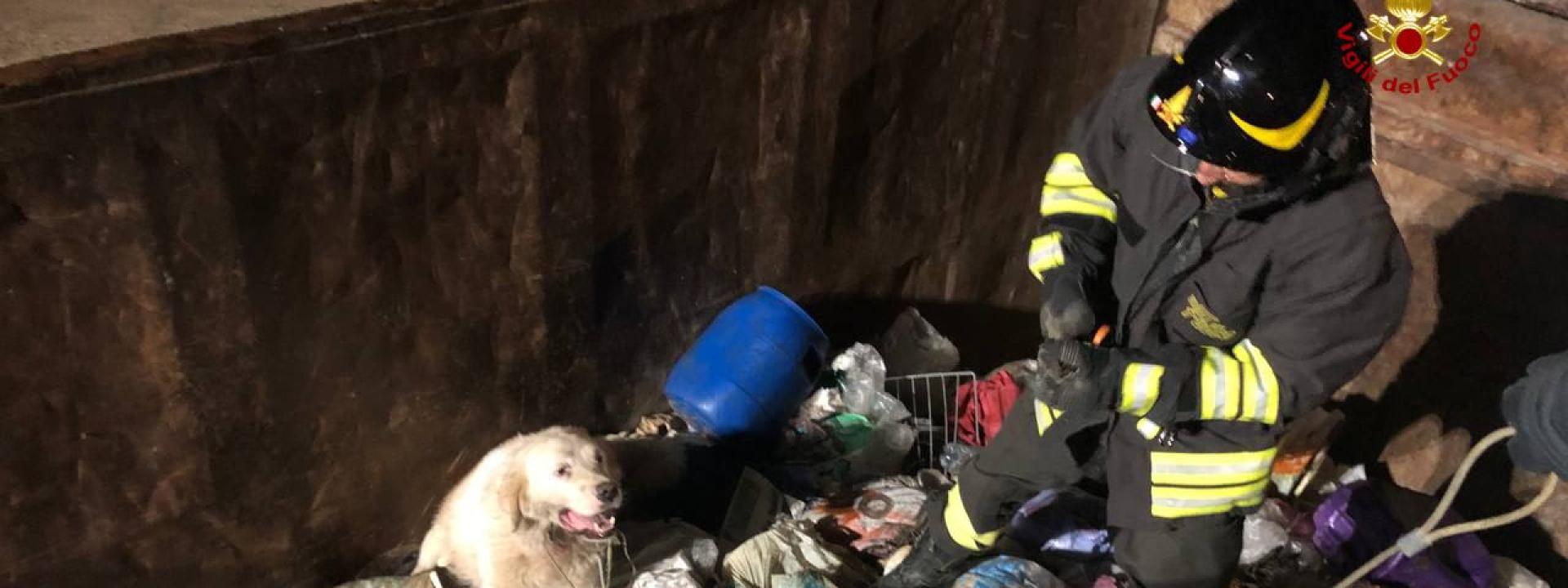 Marche - Grosso cane resta incastrato in un container dei rifiuti: salvato dai pompieri