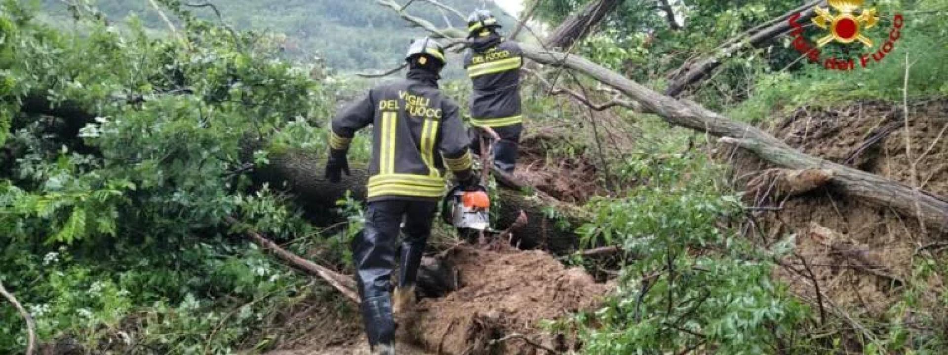 Marche - Cane intrappolato in una tana: liberato dai vigili del fuoco